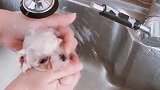 正确的洗狗狗脸部，防止狗狗呛水