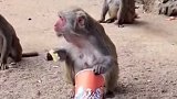 这只猴子吃独食
