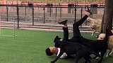 当摄影师不靠谱的时候，记录下的会是什么？帝中海犬舍 鹏哥家鹏嫂