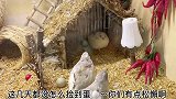 捡蛋啦捡蛋啦～看看我家鸡宝宝给我下了多少的蛋️