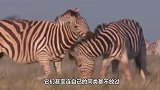 “卑鄙”的斑马，对刚出生的小羚羊拳打脚踢，连自己同类都不放过
