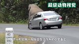男子发现路上躺着大象，本想下车营救，下一秒让他后悔