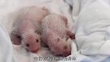 大熊猫在美国产下一对双胞胎，幼崽出生的100天，简直萌化了