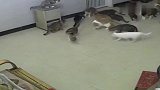 老鼠：这家人有病吗养这么多猫守门，让不让人活了呀