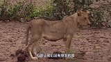豹子吃着羚羊挑逗母狮，母狮一看叫来姐妹围攻！下一秒意外发生了