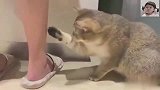 狸花猫年纪轻轻的我，就得老花眼了吗