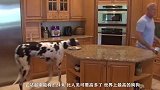 世界上最大的狗狗，被虐待后救出！现在吃饭能把主人吃“破产”