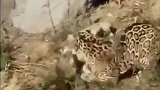 饥饿的老虎盯上花豹，一场大战就此展开，画面不敢看！