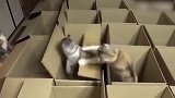 爆笑萌宠，猫咪对纸箱没有抵抗力