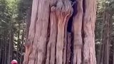 伐木工砍伐朽木，树体直接裂开