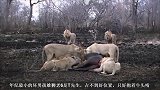 疤面和泰森：坏男孩雄狮成长中最大的威胁