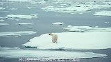 为什么给即将饿死的北极熊投食，属于犯法行为？看完涨见识了