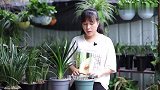 入夏，君子兰养护不可大意，发高烧就麻烦了