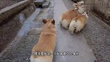 为什么要送柯基？且听徐瑞先生娓娓道来，大家周末好运 #送狗