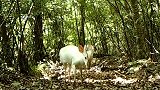罕见！神农架拍到白化小麂影像 国内第三次拍到白化动物