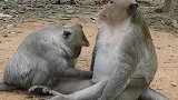 小猴子喜欢和老猴子在一起，老猴子会很照顾它