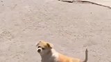 狗狗每天锻炼一下身体