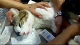 给猫咪抽血猫咪表现的很淡定啊