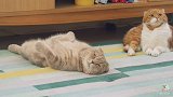地毯上撒些猫薄荷，猫儿子失控连猫爸都敢打：哎呀，上头了