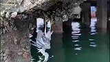 鸟被海虹夹住脚然后去世