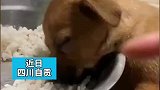 小狗吃饭时犯困了，竟直接趴在饭盆里一动不动