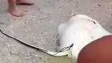 在海滩遇到一只搁浅的魔鬼鱼，肚子里面还有几条小尾巴露出来了