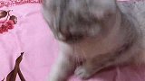 强行跟猫咪握手会怎么样？喵：朋友，警告你，你这是在玩火