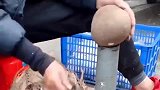 眉山大爷这削椰子的手法太熟练了，应该练了很久吧！