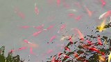 清明节旅游好去处，东莞观音山清心润肺