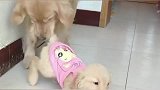 金毛听说有人要来买宝宝，它立马带小金毛躲进房里！