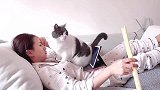 太欺负人了！这猫咪实在不想要了，虎口夺食可还行