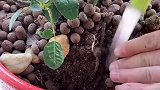 老园林师傅教的育花技巧，花根部也需要吸氧#