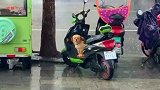狗子：主人怎么还不回来，都下大雨了！