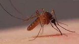 蚊子成人类顶级掠食者 每年杀死70万人