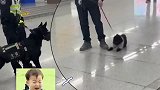 当小家伙遇到了警犬，害怕但还在挑衅