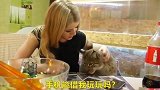 金发美女和猞猁共进午餐，猞猁全程一脸高傲