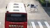 可惜了！安徽淮北一公交车马路上撞上了一匹白马，马主人负全责