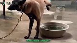 爆笑：过年回家神操作，学会了吧