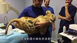 男子救下一头小狮子，时隔4年再相见，场面一度失控！