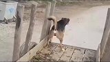 村里来了陌生狗过路，没想到惊动了整个村