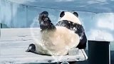 大屁屁舞好销魂~露个脸呗熊猫：不！我要减肥~没空