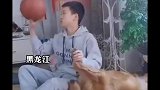 男孩用金毛爪子转篮球，小狗从此有了篮球梦！