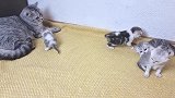 公猫想看一下自己的孩子，结果遭到了母猫的暴打，它好无奈啊！