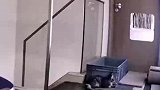 奶牛猫助跑从二楼跳下，吓得旁边猫咪都下去查看情况！