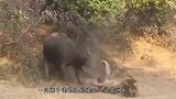 十五头狮子成功按住野牛，没想到结局大反转，镜头拍下精彩画面