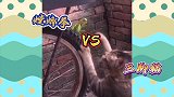 搞笑配音：三脚猫大战螳螂拳，今日咱俩便一决死战！