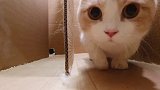 你不要过来啊啊啊啊啊啊！猫