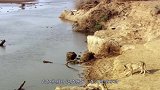 狮子被毒蛇咬中，下一秒瞬间陷入癫狂，家人只能无助的看着它死去