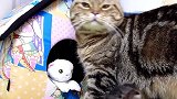 小猫咪的大尾巴翘了起来，自己在在床上玩耍，可别伤到自己了！
