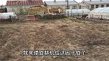 农民王小：东北菜园子多大现代化机器翻地，太过瘾了